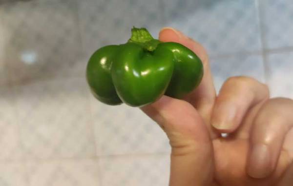 庭で育てたピーマン　収穫すると…「ピーマンで笑ったの、人生で初だわ」