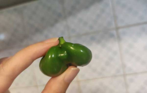 庭で育てたピーマン　収穫すると…「ピーマンで笑ったの、人生で初だわ」