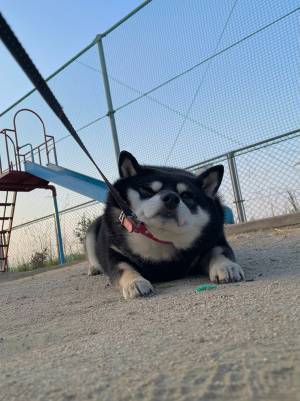 散歩を終えたい飼い主　リードを引っ張ってみると…？