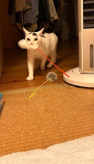 そろそろ寝たい飼い主　それを阻む猫の表情に「笑った」「これは仕方ない」