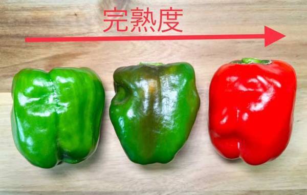 「お願いだから食べて」　農家が教えるピーマンの色に「知らなかった」