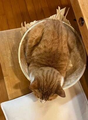 猫の写真