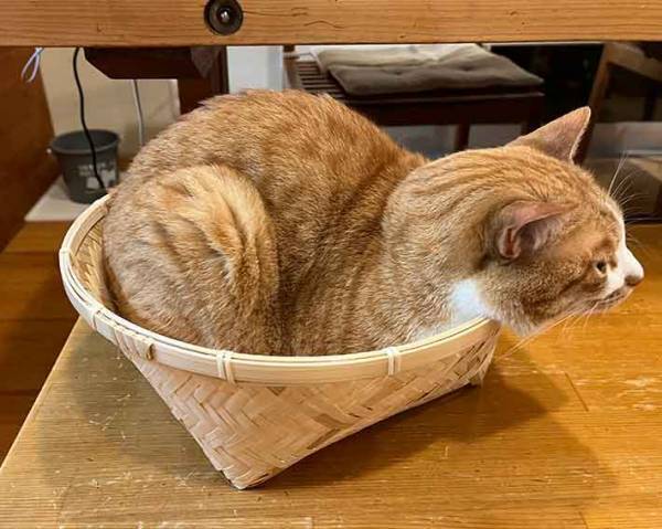 野菜を入れるはずだったのに…　３か月後の姿に「二度見した」