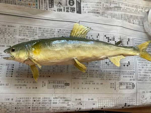 「自由研究のレベルじゃない」　プロもうなる、中学生の作品とは？