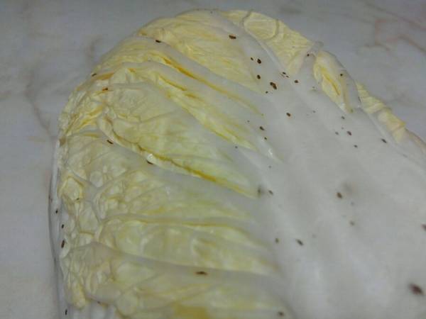 白菜の黒い斑点　意外な正体に「勘違いしてた」「マジ？」