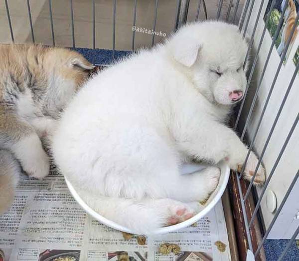 「ごはん大盛かよ」　生後５０日未満の秋田犬は、どこで寝る？