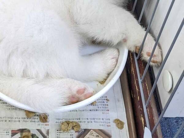 「ごはん大盛かよ」　生後５０日未満の秋田犬は、どこで寝る？