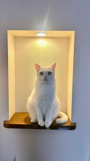 猫の季節が到来？　玄関での姿に「笑える」「オールシーズン飾って」