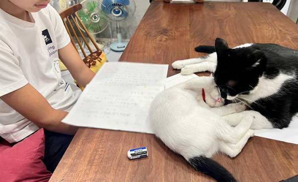 「これはしょうがない！」　読書感想文に悩む、小５息子　かと思ったら…