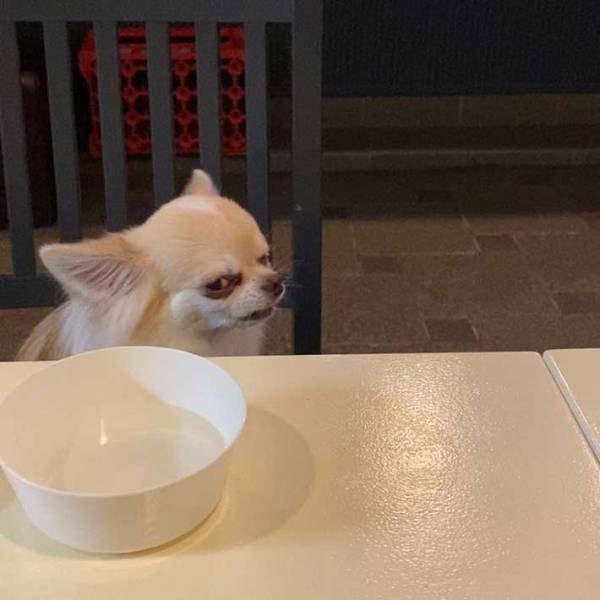 『よその子』をかわいがった飼い主　すると愛犬が…「爆笑」「こんな怖い顔できるんや」