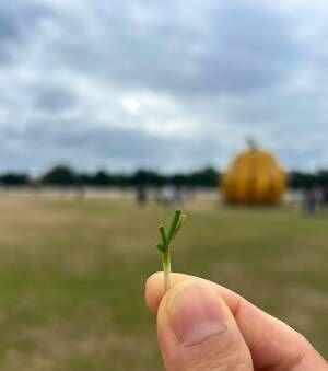 @yoookdさんが撮影した、植物の写真