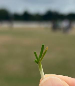 子供から渡されたのはネギではなく…　「想像力すご」「口の中に入れそう」