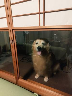 こっそりアイスを食べる飼い主　引き戸越しにゴールデンが…「勘が鋭い」