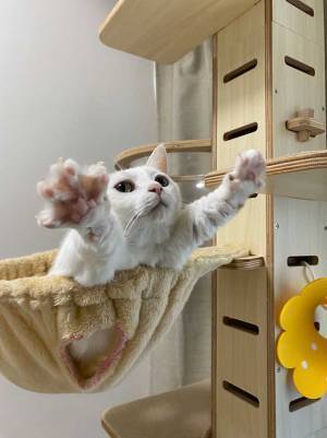 「スーパーマンに憧れてる」　躍動感のある猫の写真にキュン