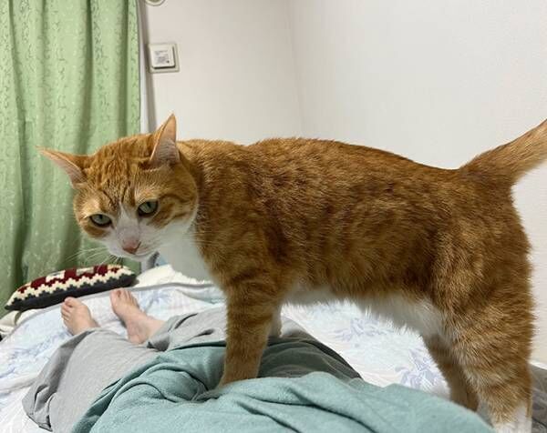 猫の写真