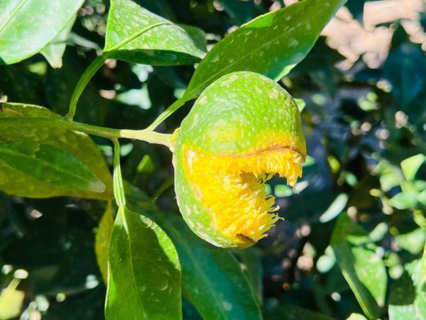 「めちゃめちゃ怖いミカン」　果樹園の投稿に「ヒィ…」「火吹そう」