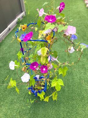 新学期が始まる２日前…　息子のアサガオが急に？