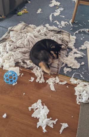 飼い主「やりきって満足した犬」　部屋で見た、仰天な光景とは？