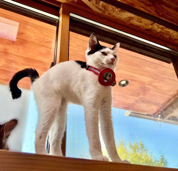 猫の姿が『ある絵画』にそっくりだと話題　「芸術の秋ですね」「気品がすごい」