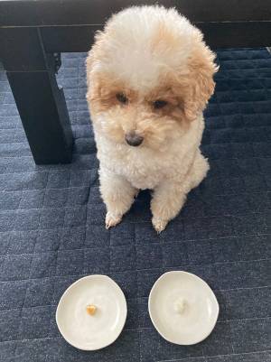 息子が考えた『夏休みの自由研究』　ひらめきに「素晴らしい発想」「これは優秀」