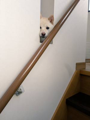 見られている気がする…　視線を送る正体に「ガン見してる」