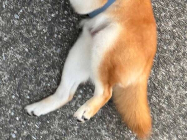 保冷剤を装着した柴犬　歩いてくれると思いきや…「吹いた」「意志を感じる」