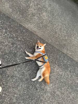 保冷剤を装着した柴犬　歩いてくれると思いきや…「吹いた」「意志を感じる」