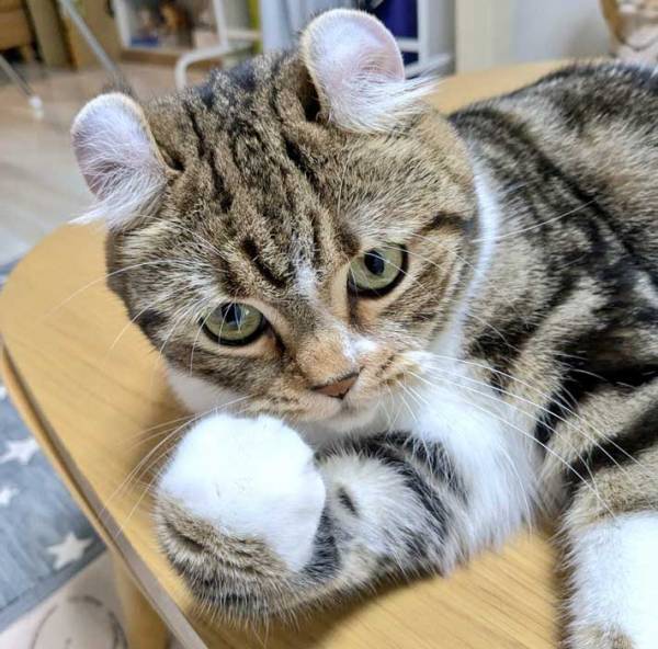 猫に頼みごとをすると、これ！　写真に「頼もしい」「惚れてまう」