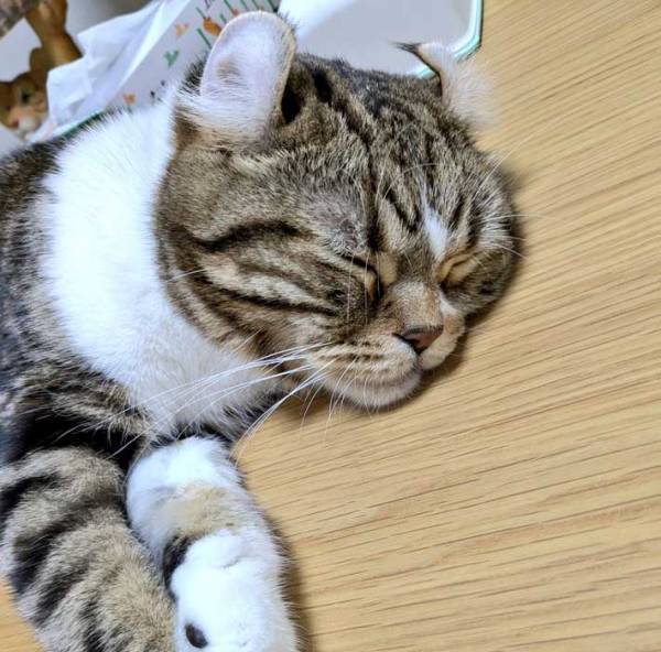 猫に頼みごとをすると、これ！　写真に「頼もしい」「惚れてまう」