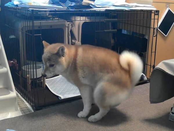 ペットカメラを見て、思わず焦る飼い主　そこに映っていたものとは？