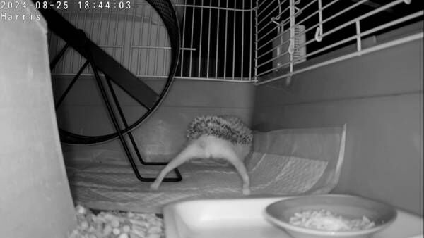 @harris_hedgehogさんが投稿した、カメラがとらえたハリスちゃんの写真