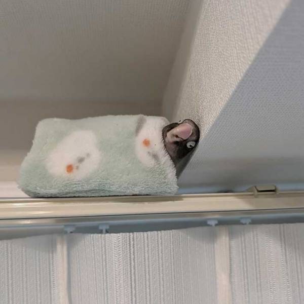 インコが降りてこない理由　１枚に「めっちゃ幸せそう」「いい顔してるわ」