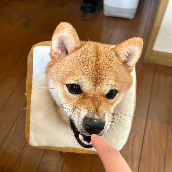 人を喰らいそうな勢いだけど？　柴犬の首にご注目！