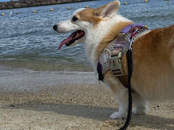 愛犬と海に来た飼い主　そこで写真を撮ったら…「お茶拭いた」「気合いを感じる」