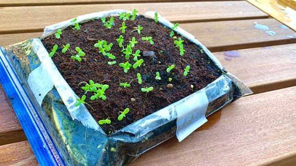 使い終わったフリーザーバッグは捨てないで！　驚きの再利用方法に「初めて知った」