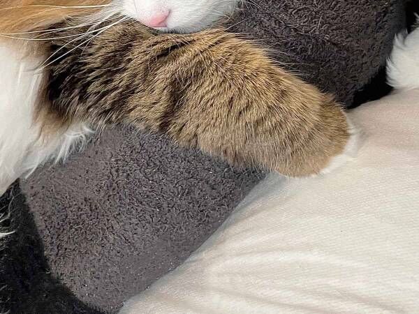 北欧猫って？　飼い主が激写した１枚に「最高かよ」「決意しました」