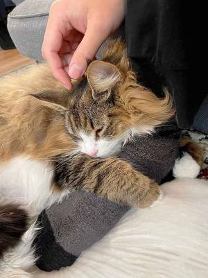 北欧猫って？　飼い主が激写した１枚に「最高かよ」「決意しました」