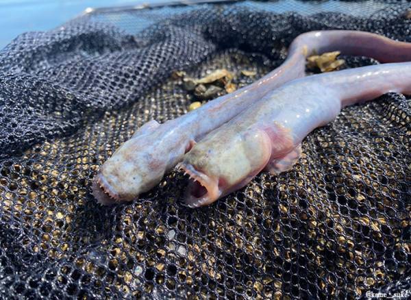 佐賀県ではこんなのが捕れる　ウナギに似てるけど…「凶悪」「怖い」