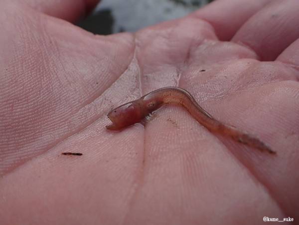 佐賀県ではこんなのが捕れる　ウナギに似てるけど…「凶悪」「怖い」