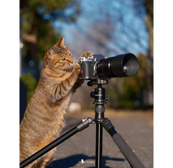 「チャンスは逃さニャい！」　ある猫の姿が「ベテランの風格を漂わせてる」