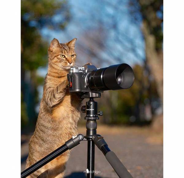 「チャンスは逃さニャい！」　ある猫の姿が「ベテランの風格を漂わせてる」