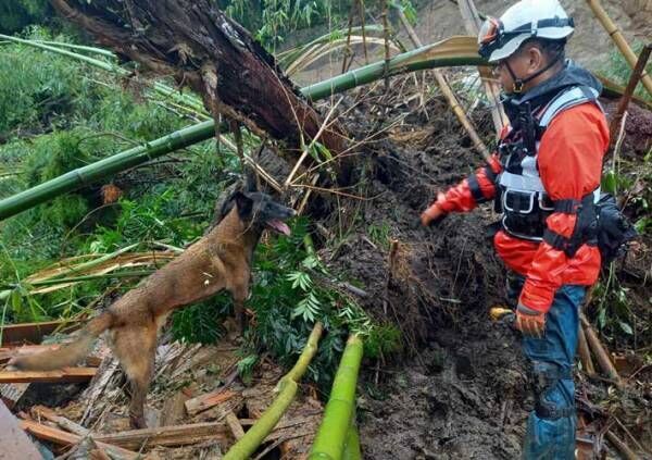 捜索救助犬の写真