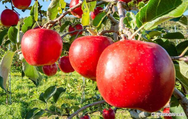 リンゴの皮のベタベタ、よく洗うべき？　卸売会社の回答「べたつきの原因は…」