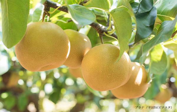 梨の皮は食べる？食べない？　JAに聞いた『正解』は…