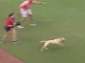 かわいい子犬がやらかした！　野球の試合でフィールドに走ってきて？