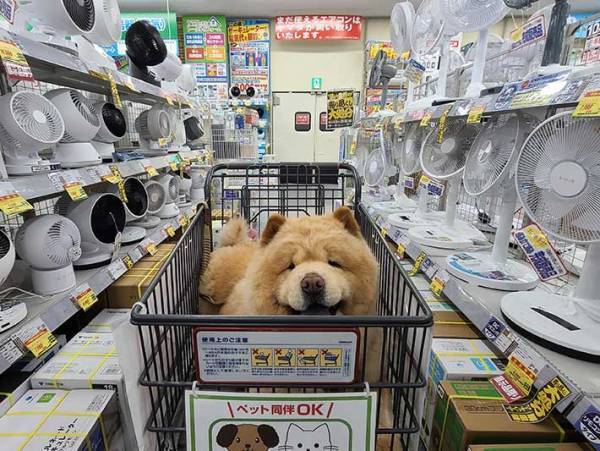 飼い主「天国を見つけたみたい」　笑顔の犬を囲んでいたのは…