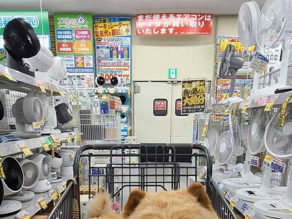 飼い主「天国を見つけたみたい」　笑顔の犬を囲んでいたのは…