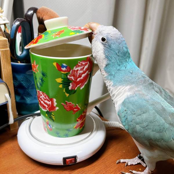 マグカップに蓋をした飼い主　インコの行動に「賢すぎて手を焼く」
