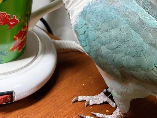 マグカップに蓋をした飼い主　インコの行動に「賢すぎて手を焼く」