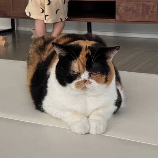 「この顔でゴロゴロしているんだぜ」　上機嫌とは思えない、猫の表情がこちら！